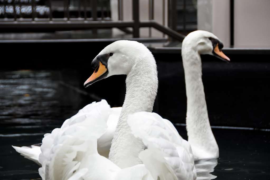 Embassy Suites By Hilton Dulles Airport Хърндън Екстериор снимка